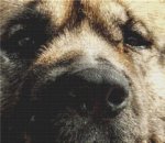(image for) Through the Eyes - Akita